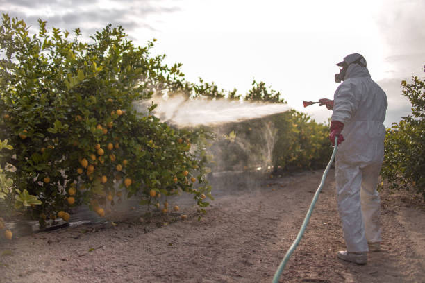 Best Wasp Removal Services  in , NM