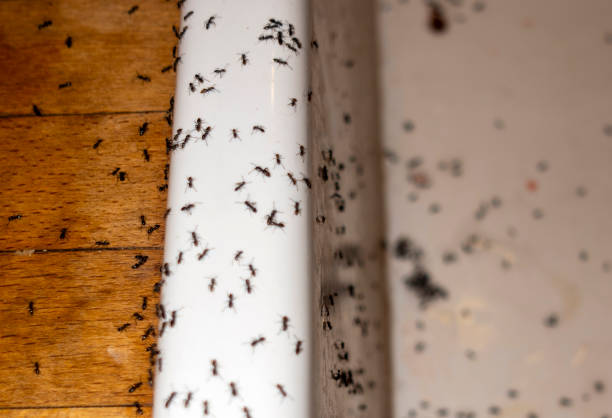 Best Mosquito Control Services  in , NM