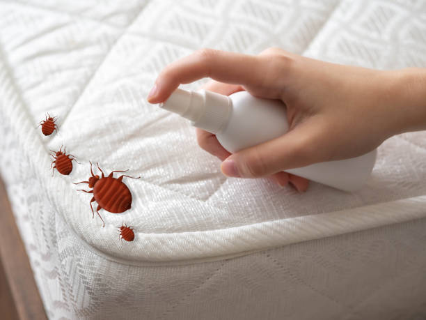 Best Affordable Pest Control Services  in , NM